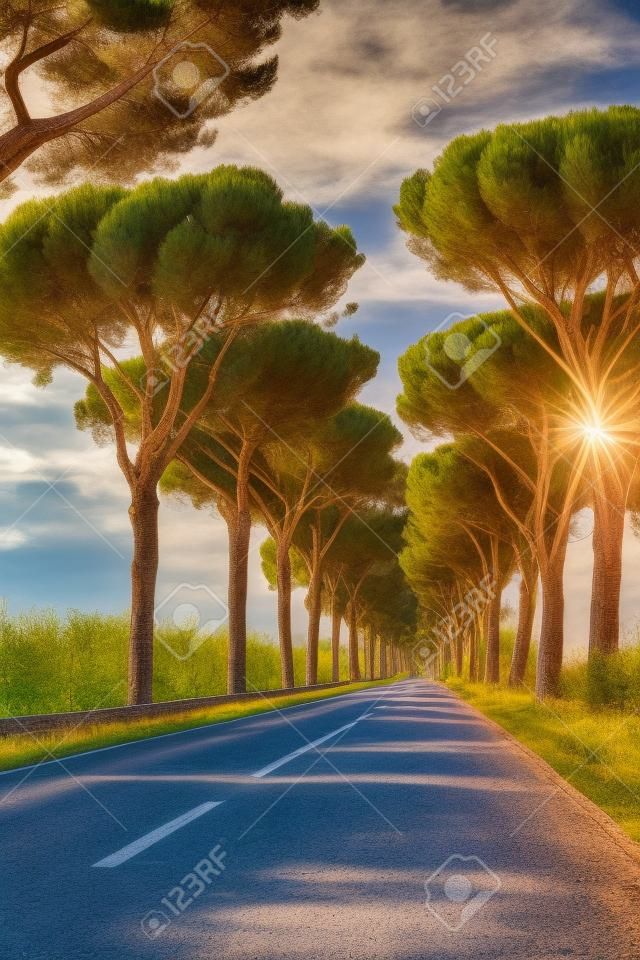 Scenic driving on new via Appia road S7 with high green  mediterranean pine trees connected Rome, Latina and Terracina, Italy