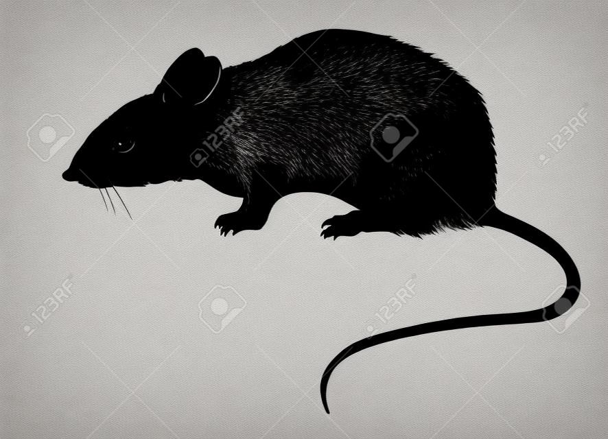 silhouette du rat sur fond blanc