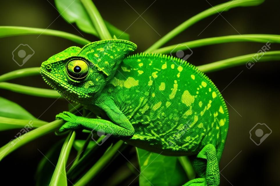 Jemen kaméleon elszigetelt fekete nagy background.Lizard a zöld levelek.skin egy világos színű