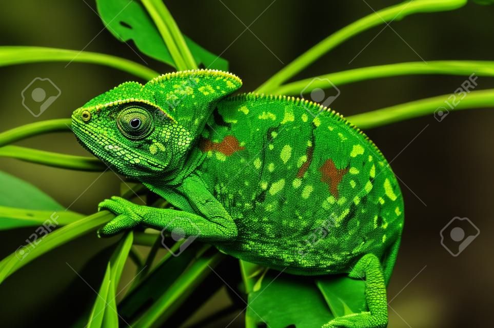 黒い大きな背景に分離されたイエメン カメレオン。緑の leaves.skin のトカゲは明るい色