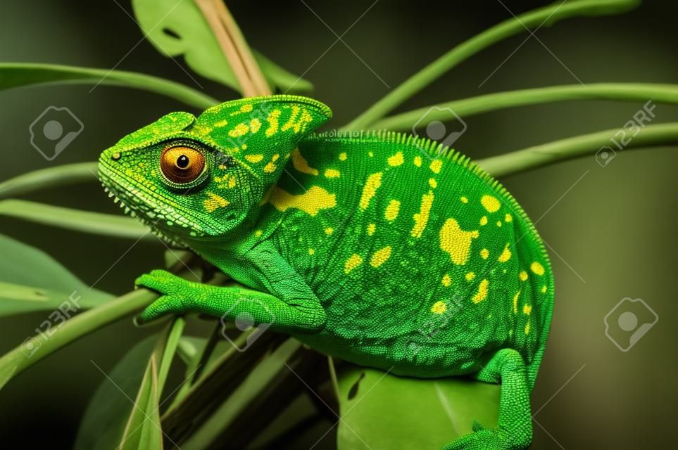 也门变色龙在黑色大背景蜥蜴上隔离，绿色叶子上有明亮的颜色。