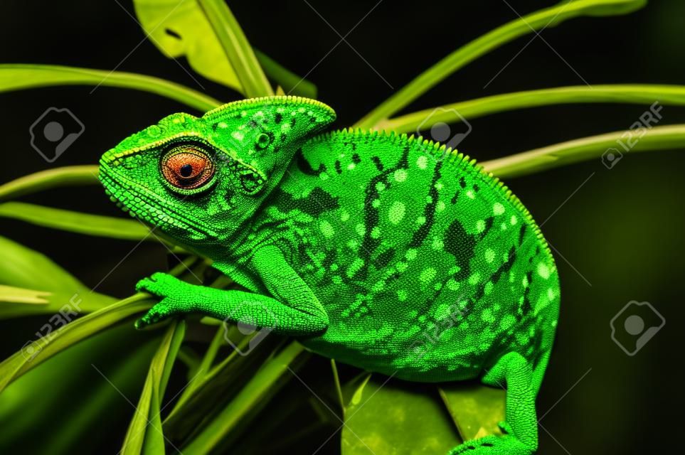 Yemen camaleonte isolato su sfondo nero grande.Lizard sui fogli verdi. Pelle ha un colore brillante