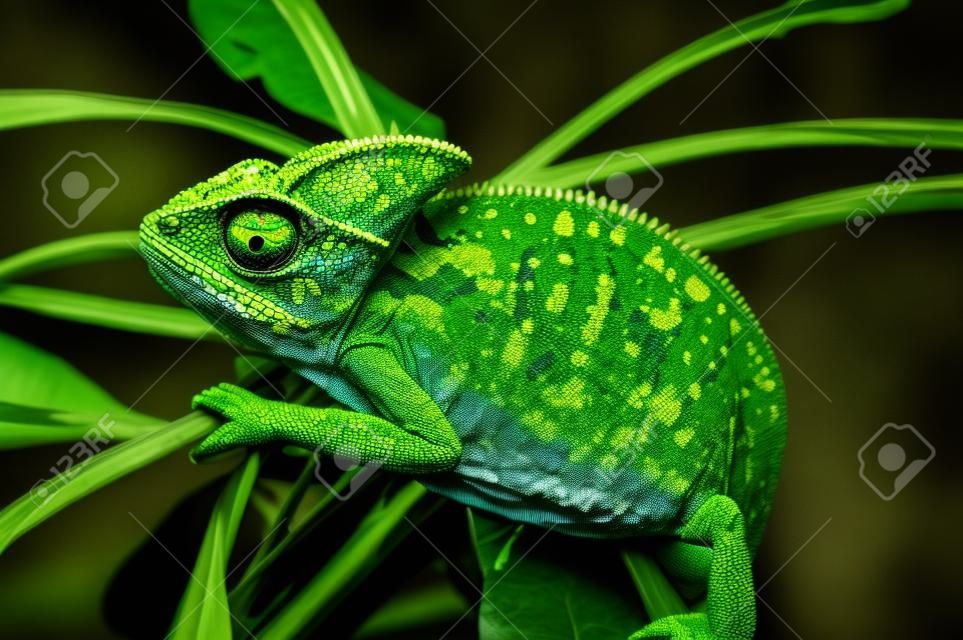 也门变色龙在黑色大背景蜥蜴上隔离，绿色叶子上有明亮的颜色。