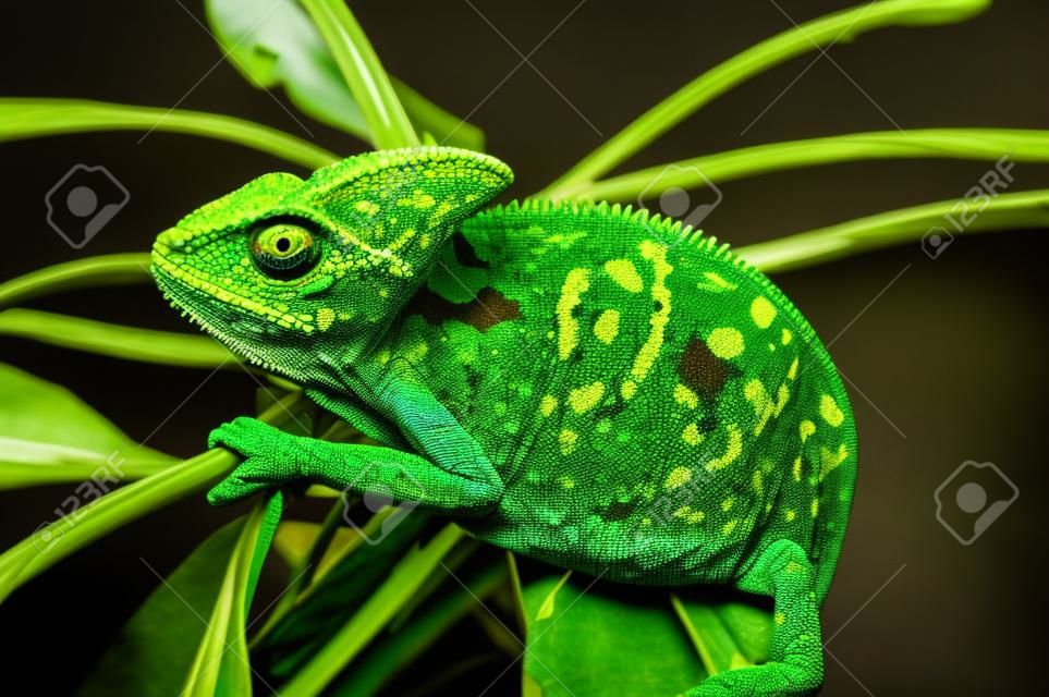 Le caméléon du Yémen est isolé sur un grand fond noir. Lizard sur les feuilles vertes. La peau a une couleur vive