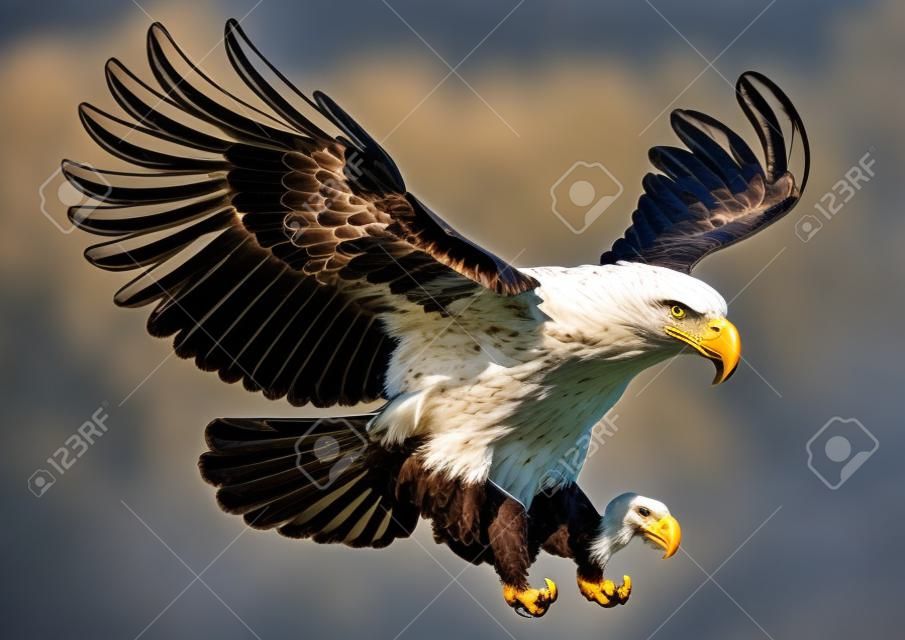 águila calva volando
