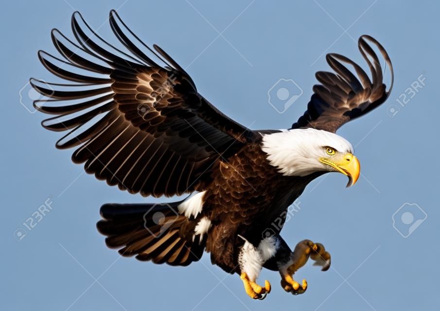 águila calva volando