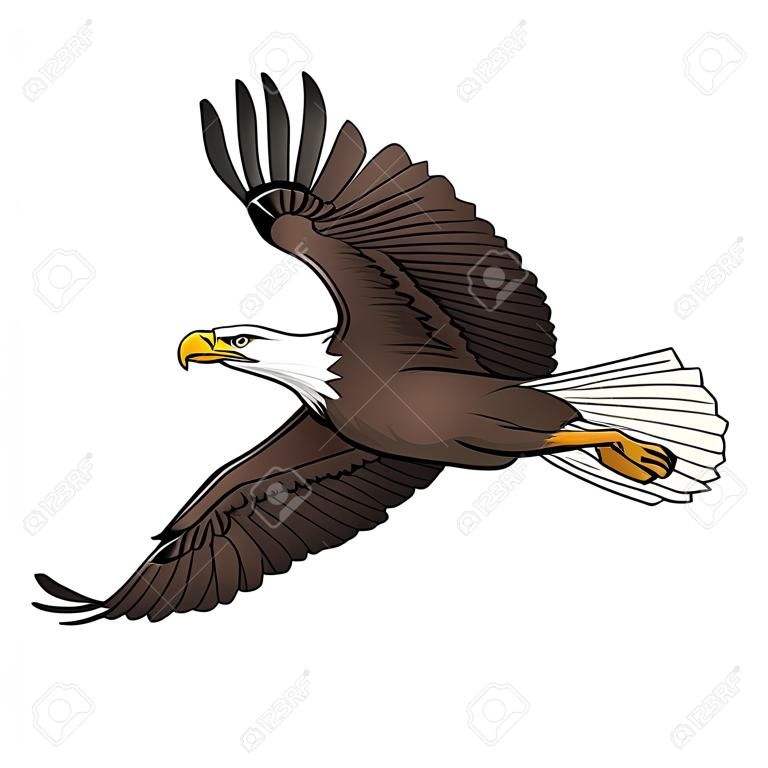 vector of Flying Bald Eagle