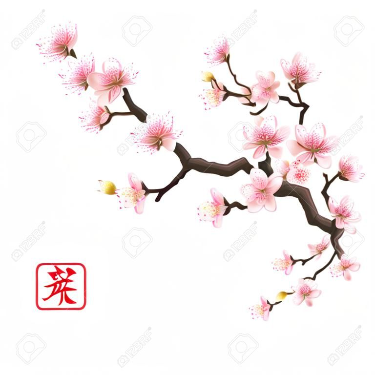 Realistic sakura japan cherry branch with blooming flowers.