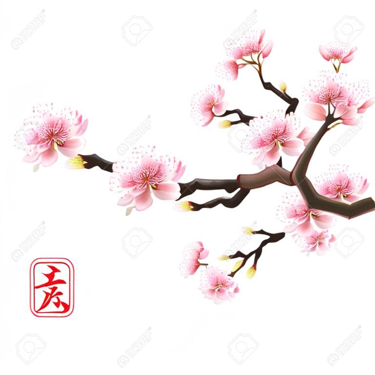 Realistische Sakura Japan Kirsche Zweig mit blühenden Blumen.