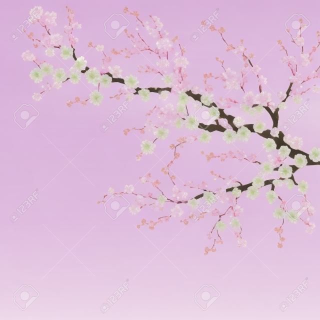 Realistyczne sakura Japonia gałąź wiśni. EPS 10