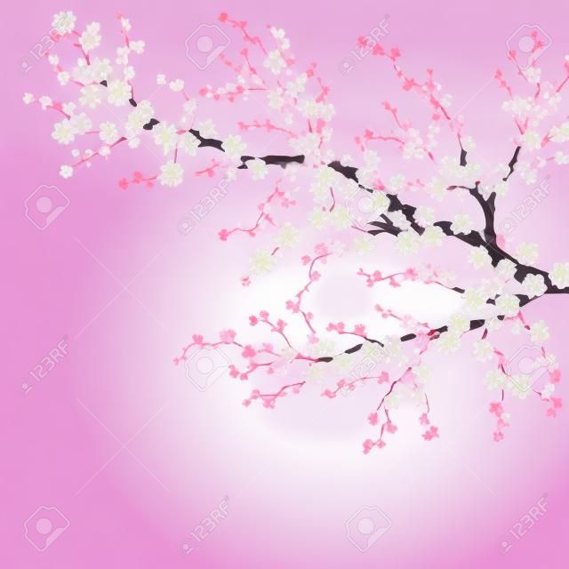 Reális Sakura japán cseresznye ága. EPS 10