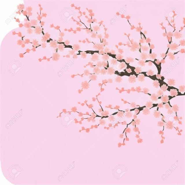 Reális Sakura japán cseresznye ága. EPS 10