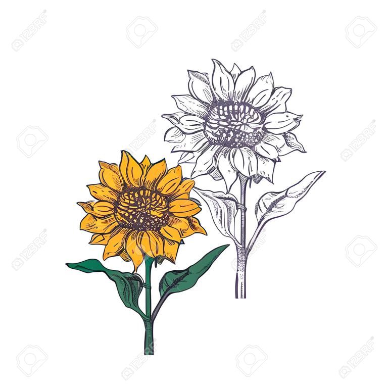 Sunflower illustration. Engraved vintage style.Vector antique engraving drawing illustration of sunflower isolated on white background. Vector isolated design.