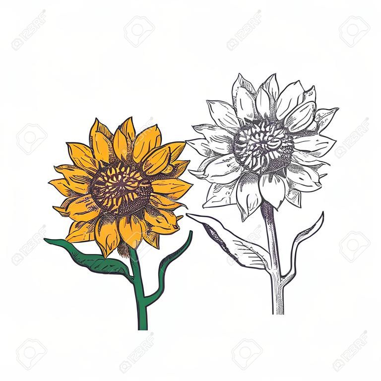Sunflower illustration. Engraved vintage style.Vector antique engraving drawing illustration of sunflower isolated on white background. Vector isolated design.