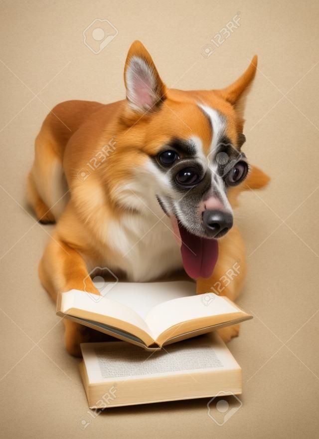 Funny cute dog with books isolated on white
