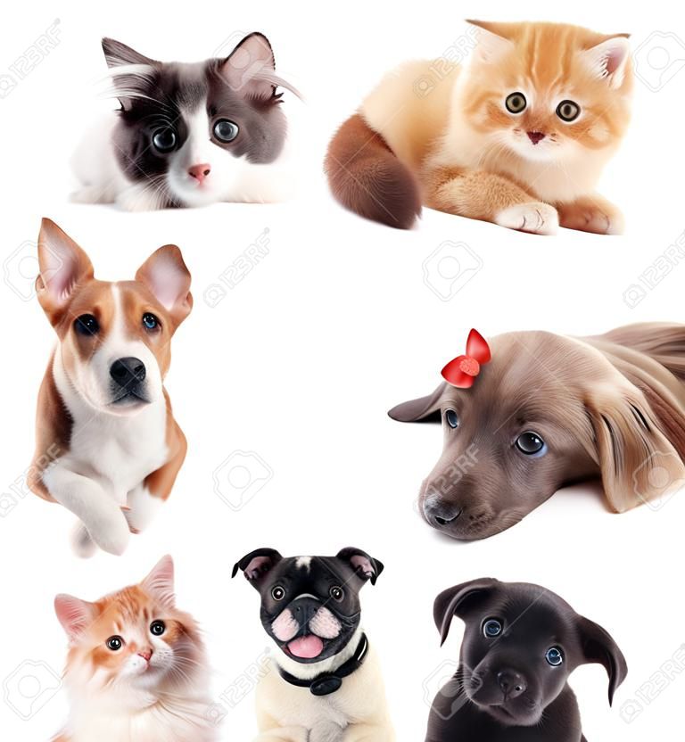 Collage of cute pets isolated on white