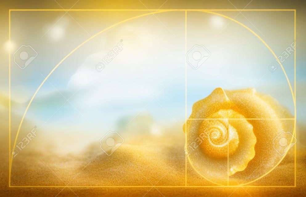 Beautiful seashells on the beach, close up. Golden Ratio concept