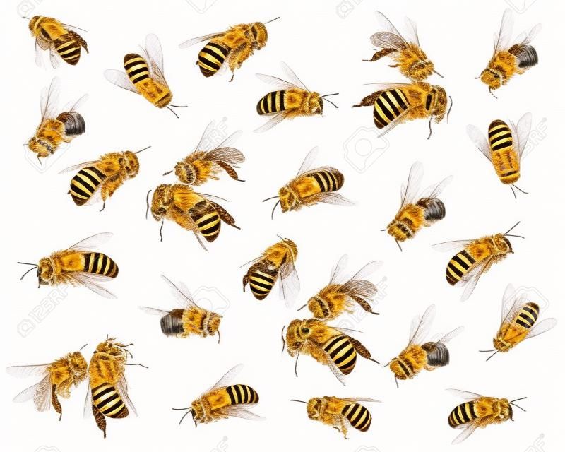 흰색 배경에 꿀 꿀벌