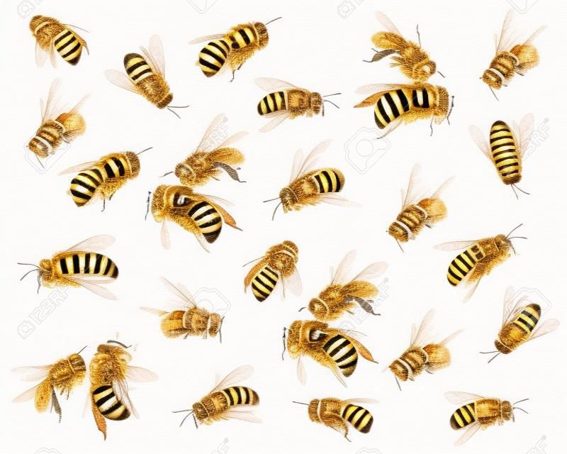 흰색 배경에 꿀 꿀벌
