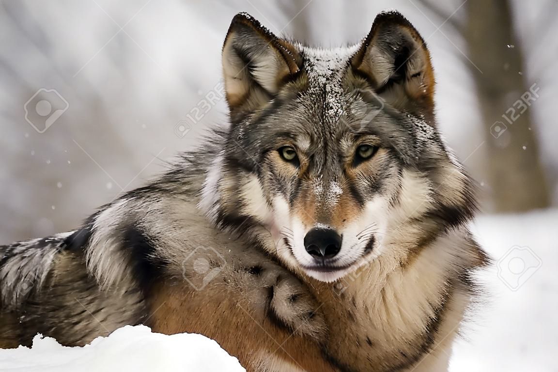 Graue Wolf (Canis lupus) im Winter