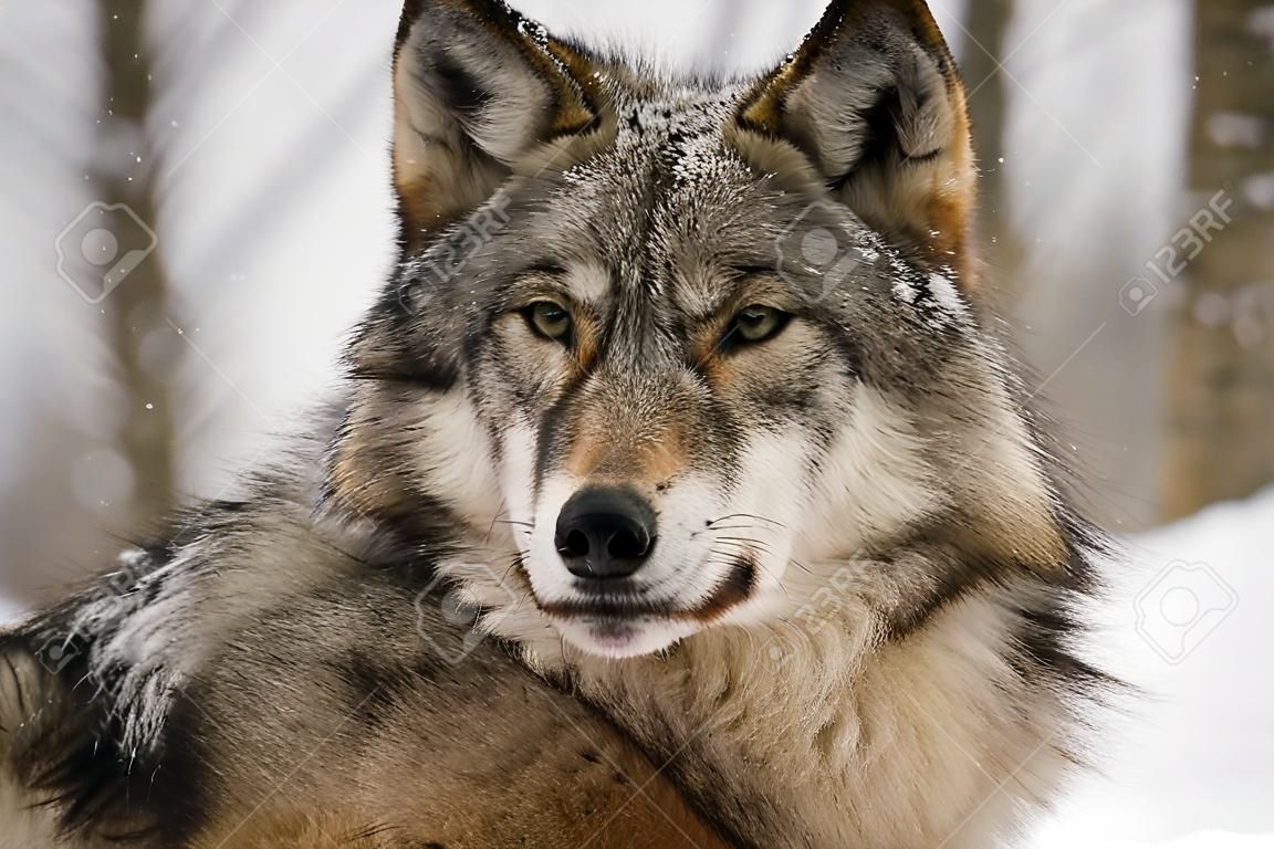 Lobo gris (Canis lupus) en invierno