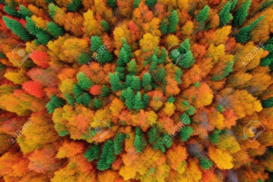 Vue aérienne de la cime des arbres colorés d'automne et des pins.