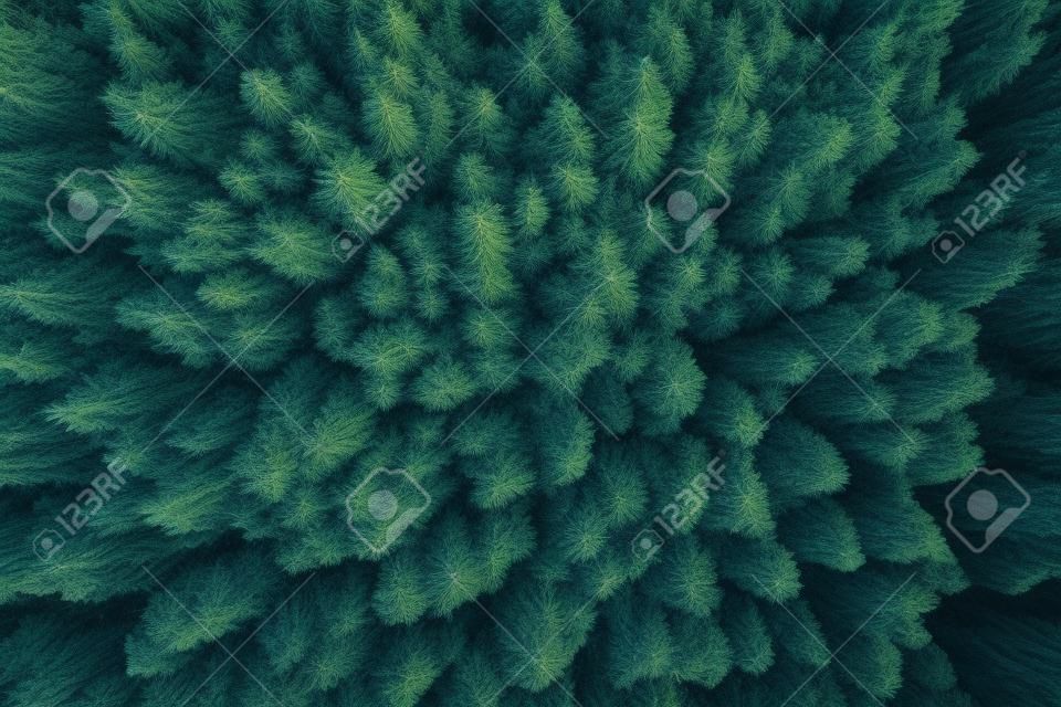 La cime des pins vue d'un drone