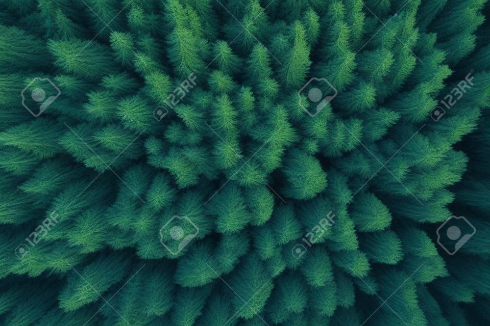 Le cime dei pini viste da un drone