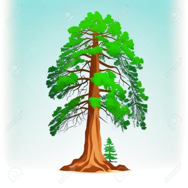 Realistico albero verde più alto della sequoia del mondo su un'illustrazione vettoriale di sfondo bianco