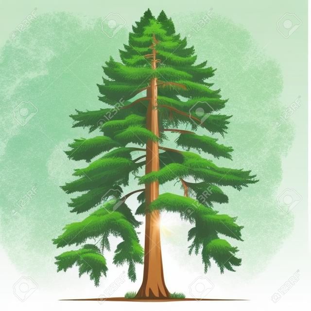 Realistyczne zielone najwyższe drzewo na świecie sekwoja na białym tle ilustracji wektorowych