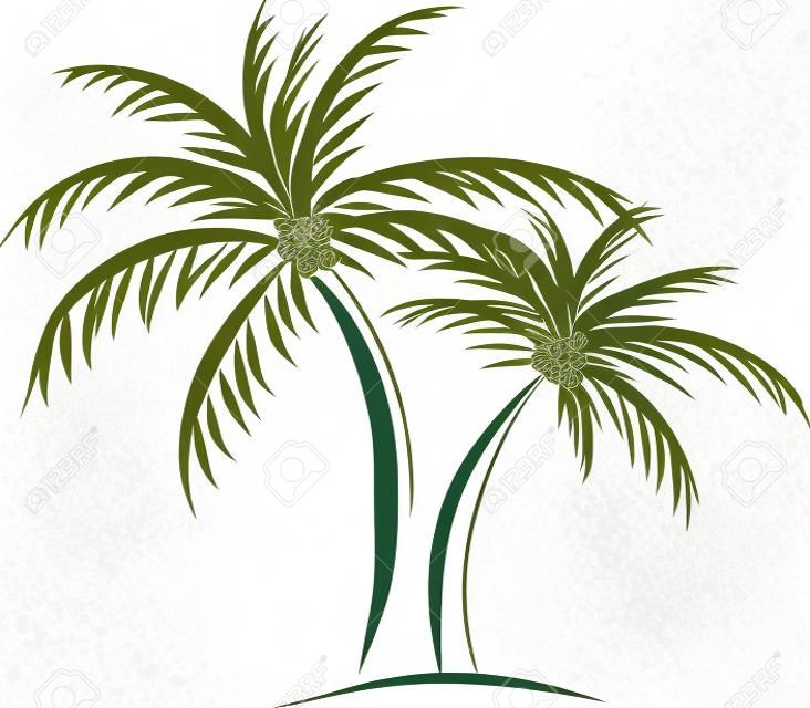beyaz zemin üzerine hindistan cevizi ile izole palmiye ağaçları illüstrasyon