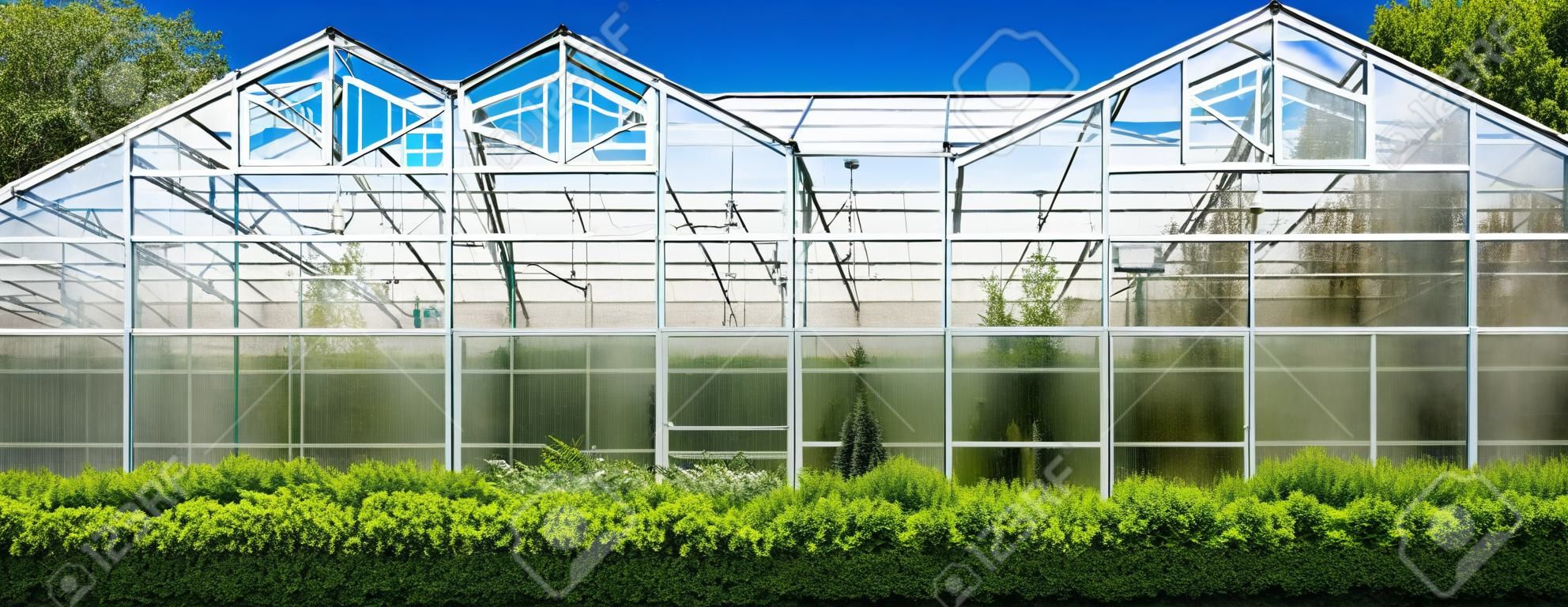 landbouwgebouw gevel gemaakt van glazen kas voor het kweken van groenten het hele jaar door op een zonnige dag met groene groenblijvende struiken en blauwe lucht.