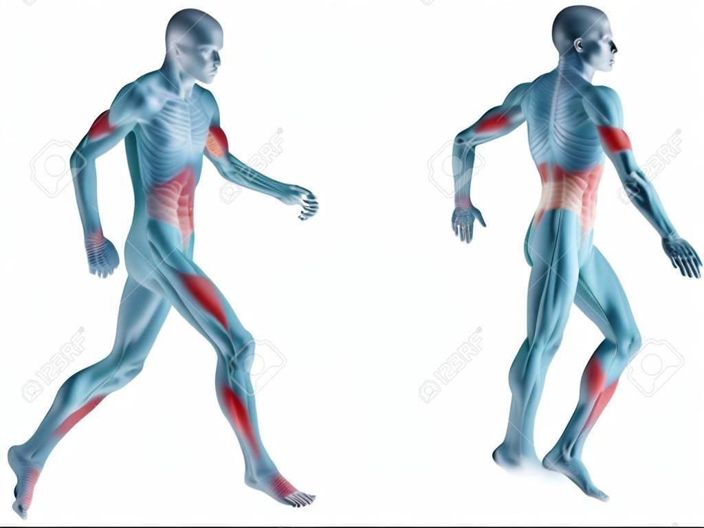 Koncepcyjne 3D Anatomia człowieka ludzkiego ciała odizolowane ból stawów