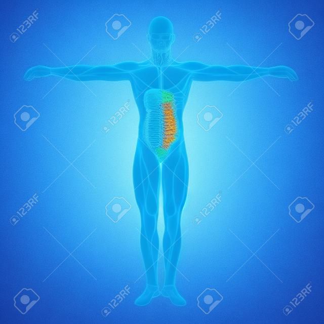 Koncepcyjne anatomiczne człowieka lub układ pokarmowy człowieka 3D na niebieskim tle