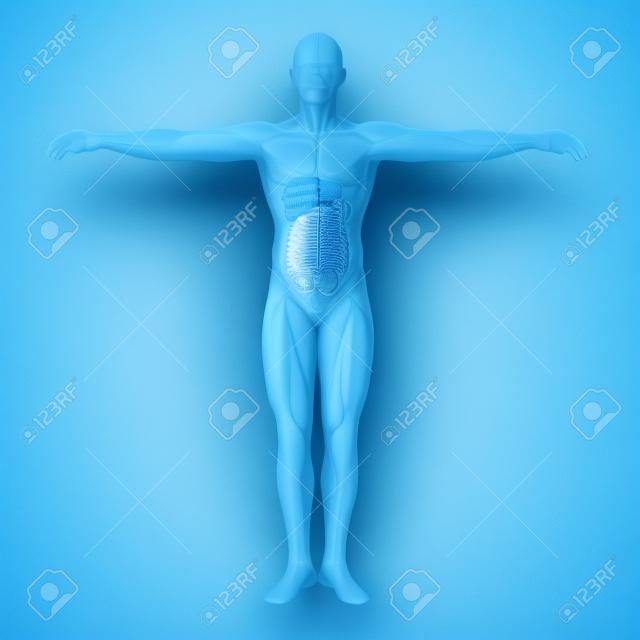 Conceptuele anatomische mens of mens 3D spijsverteringssysteem op blauwe achtergrond