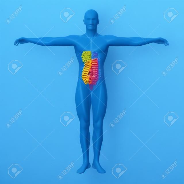 Koncepcyjne anatomiczne człowieka lub układ pokarmowy człowieka 3D na niebieskim tle