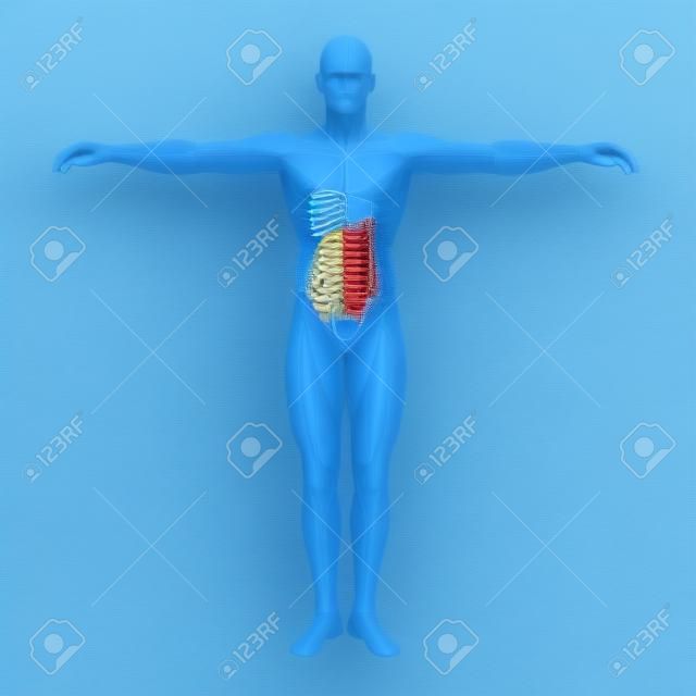 Conceptuele anatomische mens of mens 3D spijsverteringssysteem op blauwe achtergrond