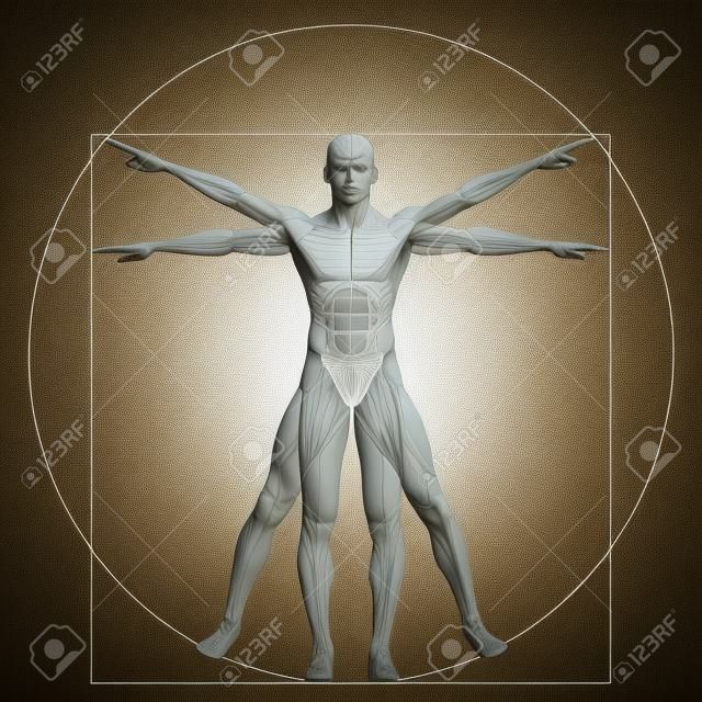 arka plan üzerinde izole bir kavram ya da kavramsal 3d oran anatomisi organı olarak Vitruvius insan ya da adam