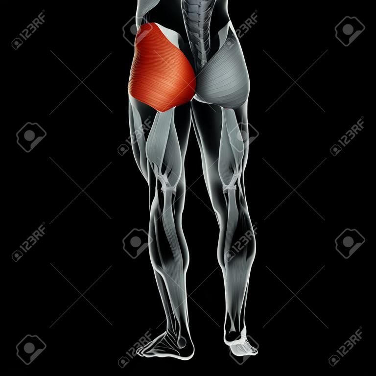 Conceptual 3D anatomía humana espalda superior músculo de la pierna aislado en el fondo negro