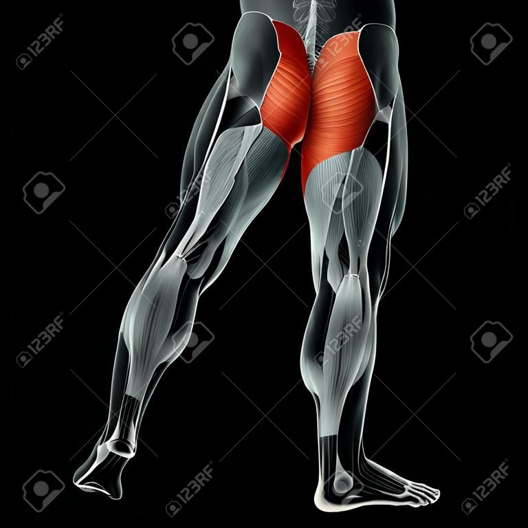 Conceptual 3D anatomía humana espalda superior músculo de la pierna aislado en el fondo negro