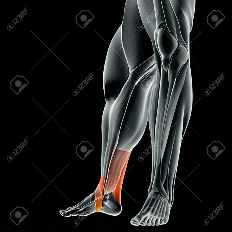 Conceptual 3D human back lower leg muscle anatomy isolated on black background