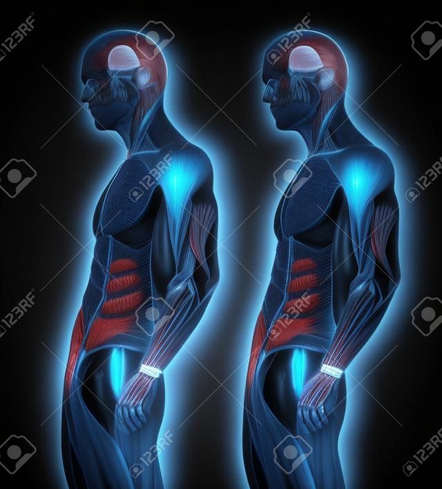 Conceito ou conceptual 3D tórax anatomia humana ou anatômica e músculo isolado no fundo preto
