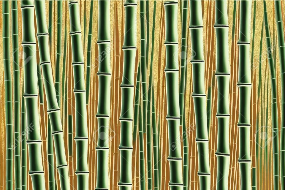 成長した竹、竹のプランテーション、竹の木、建築材料の写真