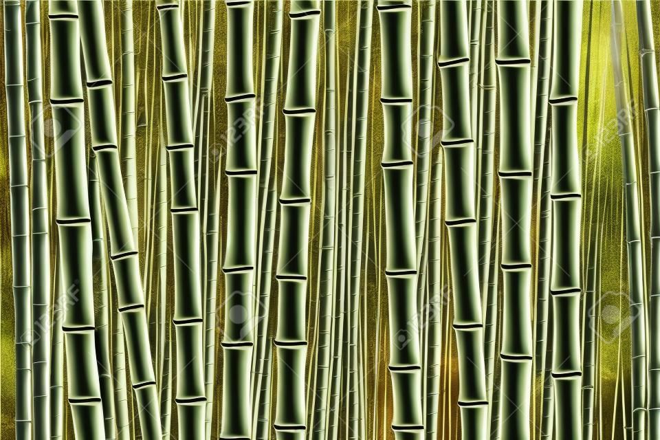 Bild von angebautem Bambus, Bambusplantage, Bambusholz, Baumaterial