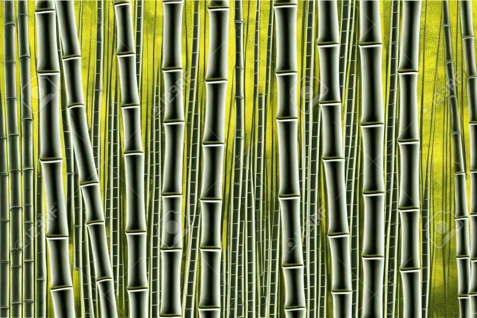 成長した竹、竹のプランテーション、竹の木、建築材料の写真