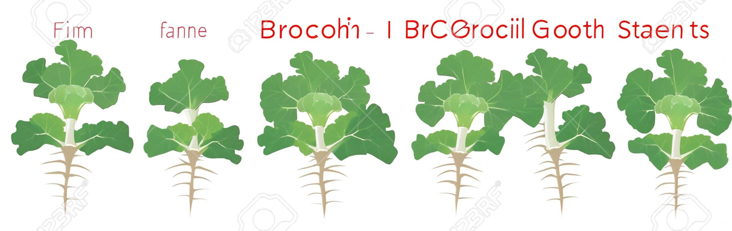 Etapas de crecimiento de la planta de brócoli elementos infográficos. Proceso de crecimiento de brócoli a partir de semillas, brote a planta madura con raíces, ciclo de vida de la planta aislada en la ilustración plana de vector de fondo blanco