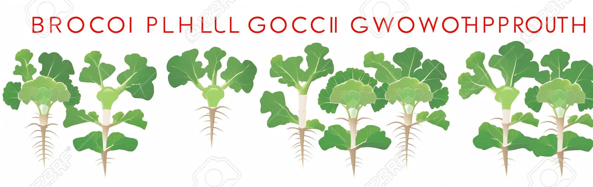 Fasi di crescita delle piante di broccoli elementi infografici. Processo crescente di broccoli dai semi, germoglio alla pianta matura con le radici, ciclo di vita della pianta isolata su fondo bianco