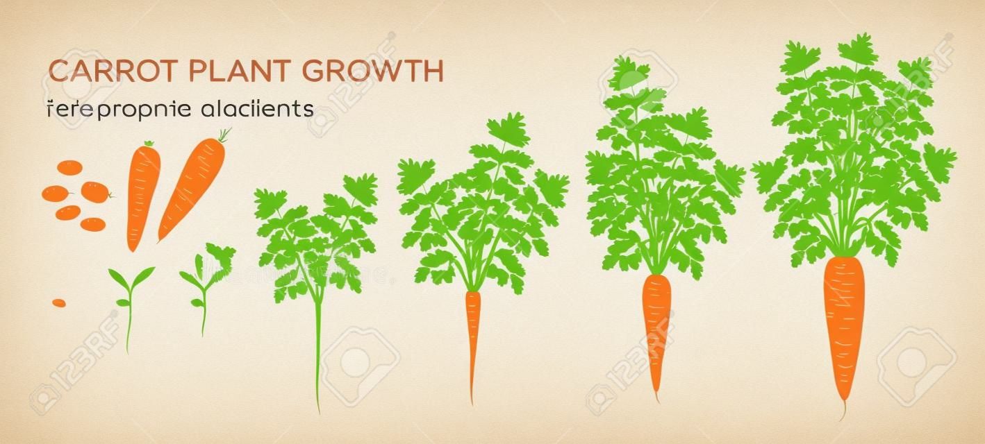 Das Wachstum von Karottenpflanzen inszeniert Infografikelemente. Wachstumsprozess der Karotte aus Samen, Sprossen bis zur reifen Pfahlwurzel, Lebenszyklus der Pflanze isoliert auf weißem Hintergrund Vektor-Flachbild
