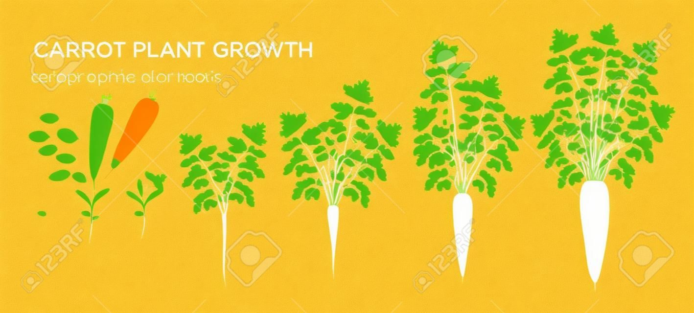 Elementos infográficos de las etapas de crecimiento de la planta de zanahoria. Proceso de crecimiento de zanahoria a partir de semillas, brote a raíz primaria madura, ciclo de vida de la planta aislada en la ilustración plana de vector de fondo blanco