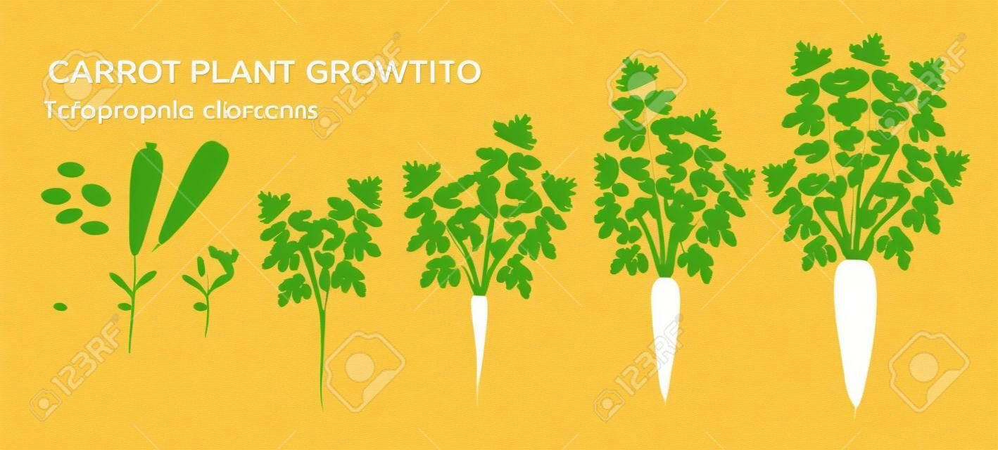 Das Wachstum von Karottenpflanzen inszeniert Infografikelemente. Wachstumsprozess der Karotte aus Samen, Sprossen bis zur reifen Pfahlwurzel, Lebenszyklus der Pflanze isoliert auf weißem Hintergrund Vektor-Flachbild